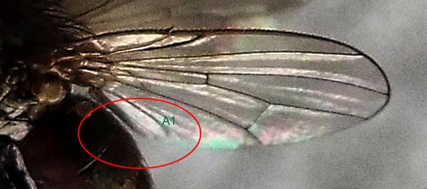 Probabile Anthomyiidae